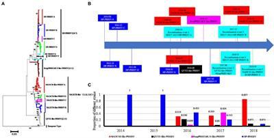 Long-Term Genome Monitoring Retraces the Evolution of Novel Emerging Porcine Reproductive and Respiratory Syndrome Viruses